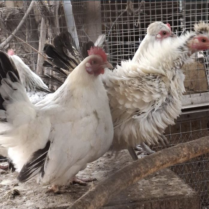 Продам петухов и курочку