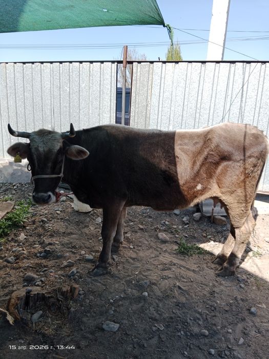 Продам корову большую 6 лет