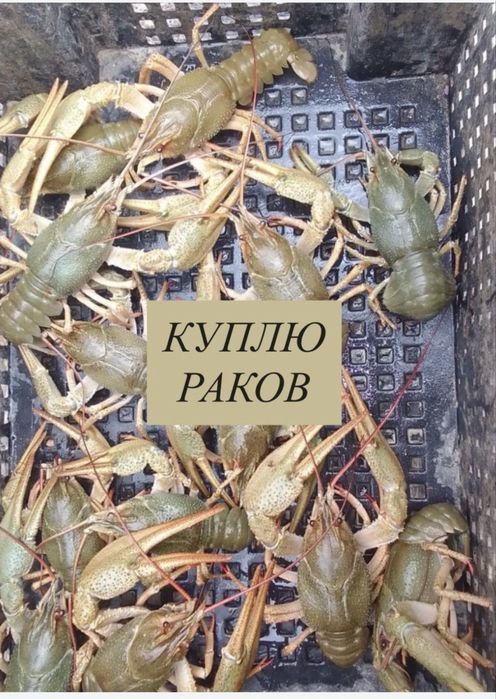 Раки 30+ грам в продаже