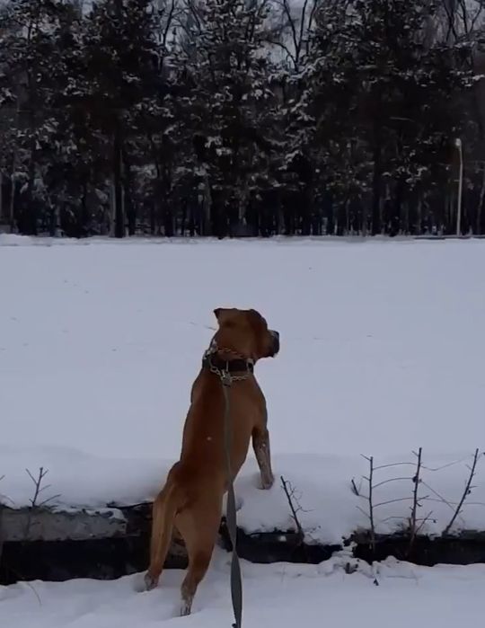 Стаффордширский терьер. Вязка.