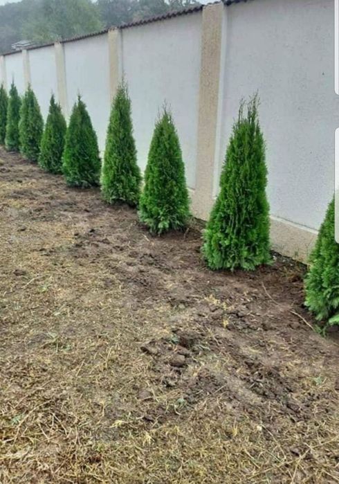 Vând și plantez plante orgamentale naturale orice specie