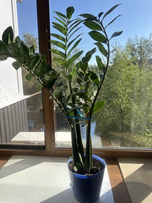 Комнатные цветы разные