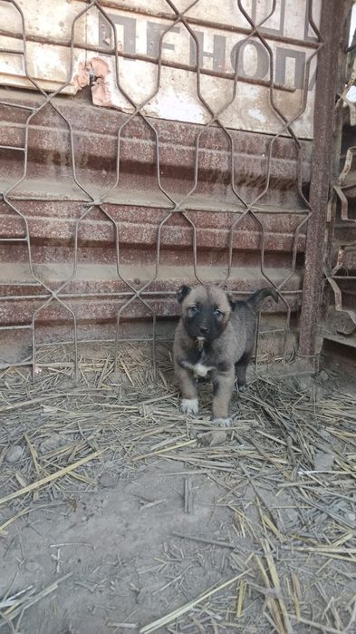 Алаштын немерелері сатылады