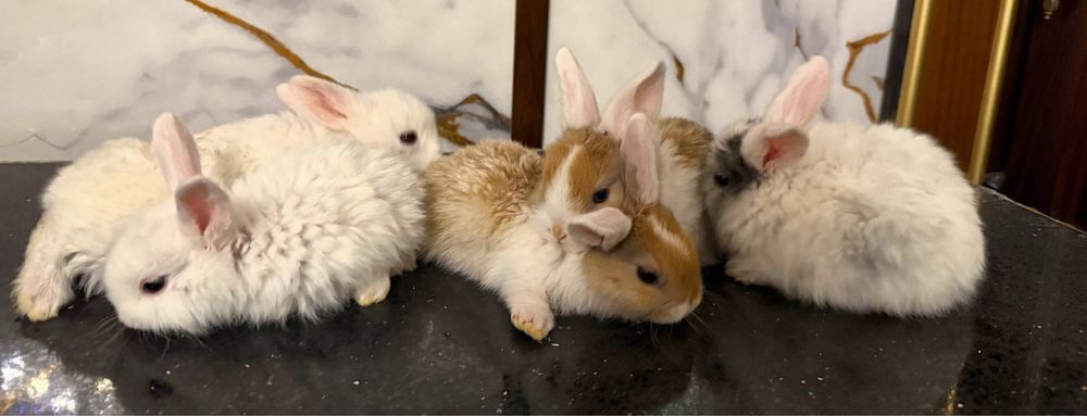 Карликовые кролики