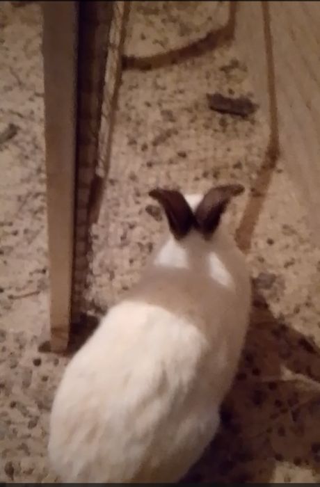 Қояндар сатылады