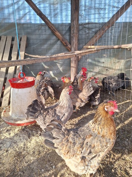 Oua pentru incubat Araucana. Austrolop  Marans .