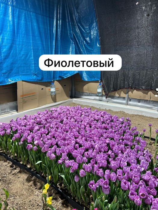 Тюльпаны оптом и в розницу!!!