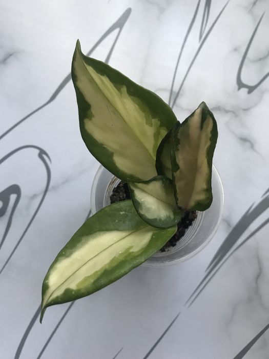 Экзотические хойи