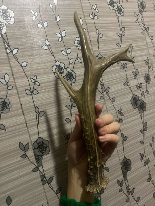 Shox sotladi holati zor