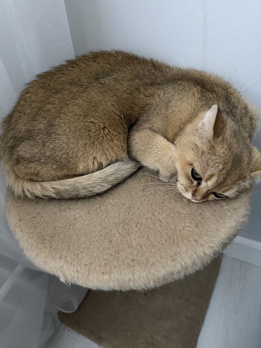 Продаётся очаровательный кот— Золотая Шиншилла