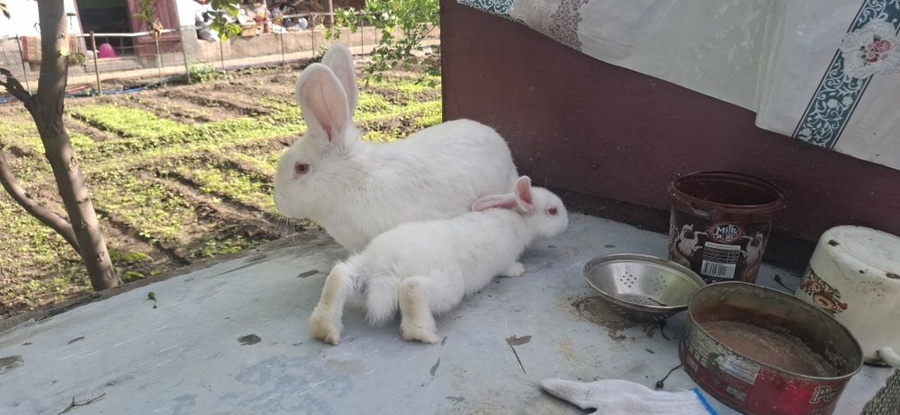 В продаже крольчата