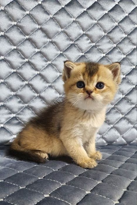 Zalatistiy shinshila ny25lar sotuvda