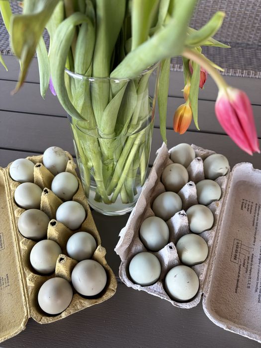 Oua verzi-albastrui de incubat