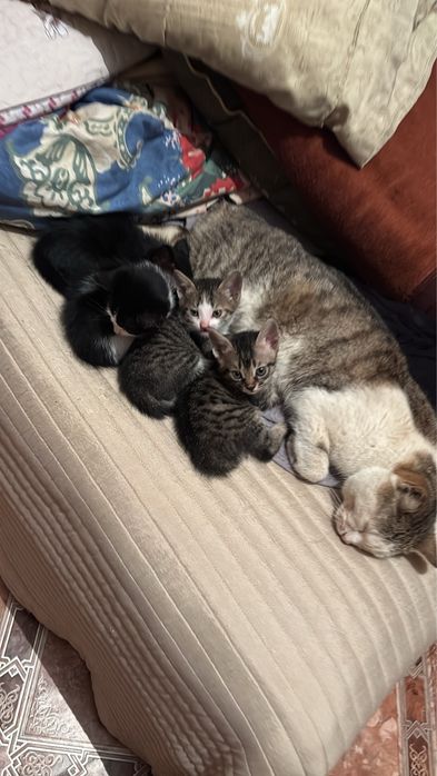 Маленькие Котенки