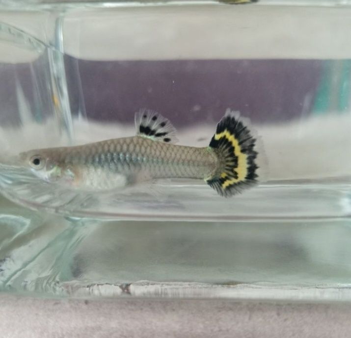 Vând pesti guppy ,poecilia reticulata