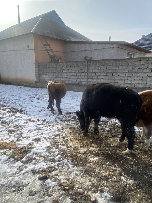 бұқалар сатылады