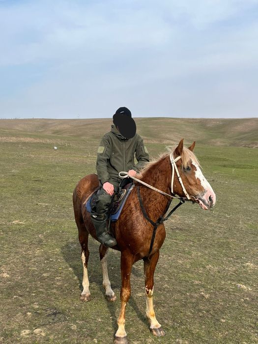 Дөнен шығар бойы 1.60