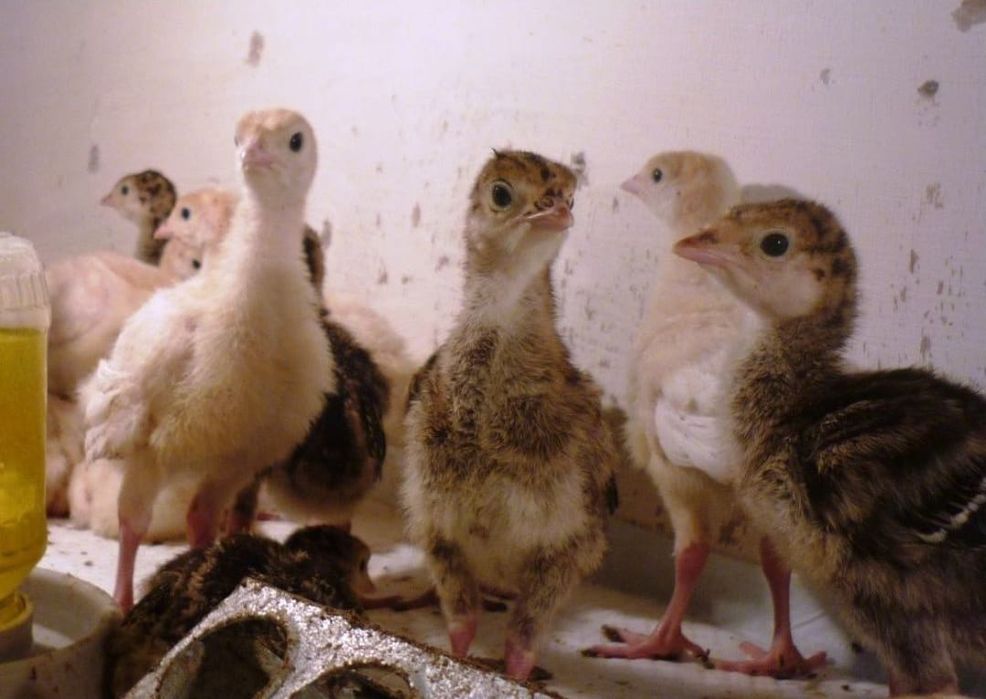 Продам пародных кур и петухов