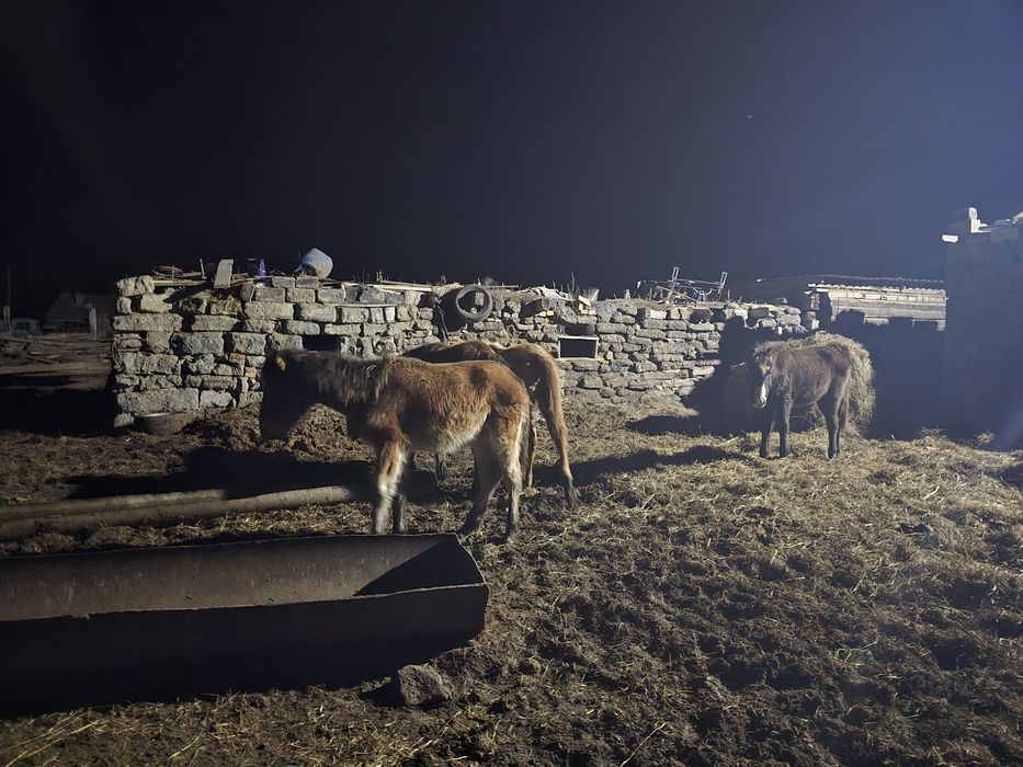 Продам 4 тай или обмен на баран