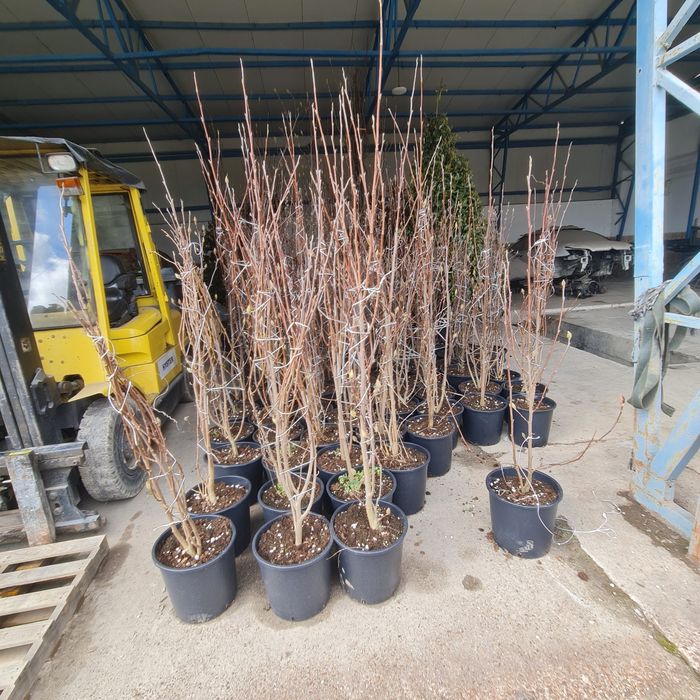 Magnolia  movă ,roză cu alb