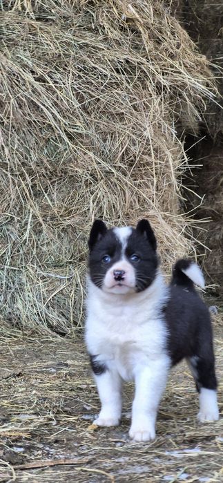 Щенки русско-европейской лайки