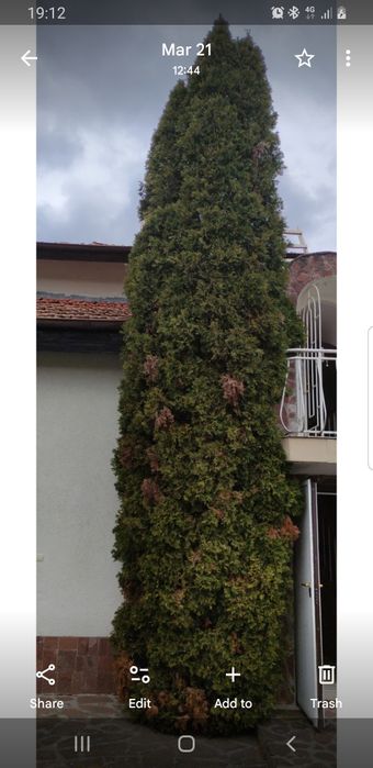 Туя Висока 15 метра