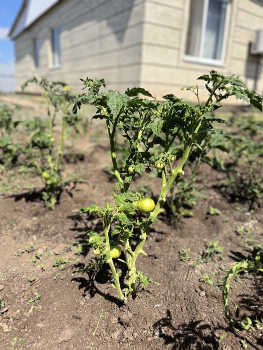 Продам дом в Подстепное частный дом