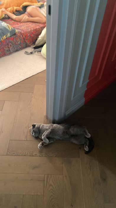 Шотландская вислоухая кошка