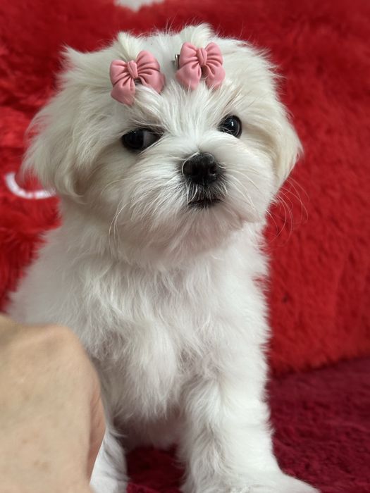 Шикарные девочки  и мальчики мальтезе