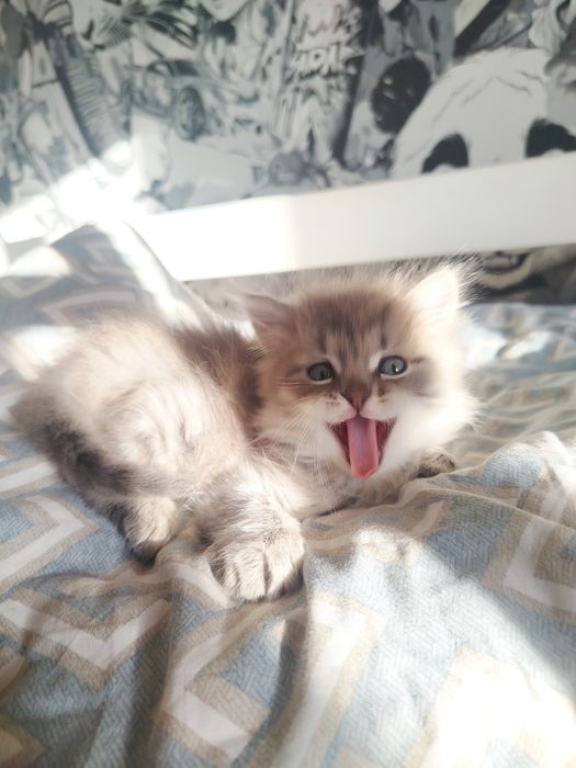 Отдам котенка в добрые руки!