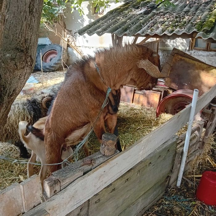 Miei,berbeci si  țapi
