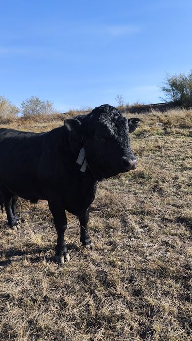 Продам быка два года