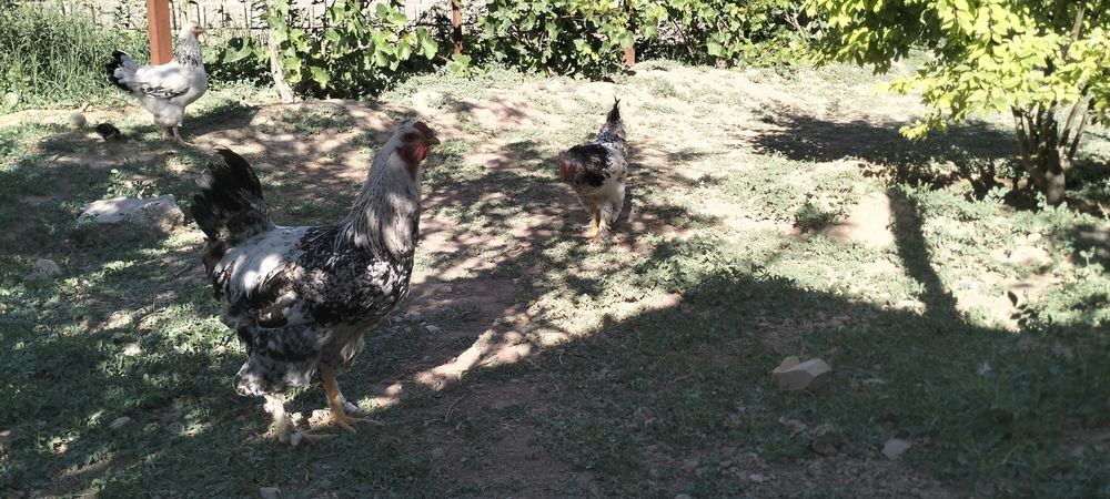 Сату қораз қолдың