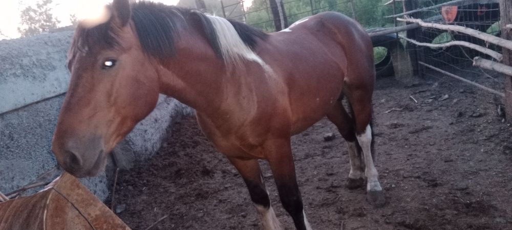 Сельхоз животные