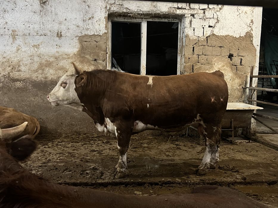 Qurbolnik uchun Buqallar sotiladi