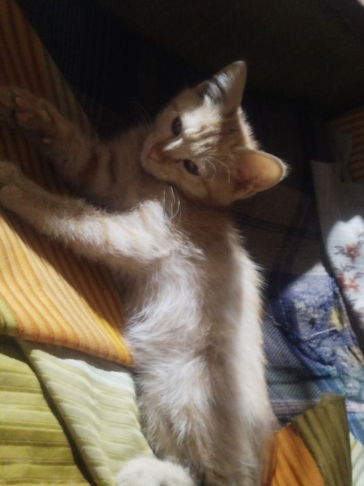 отдам милых котят