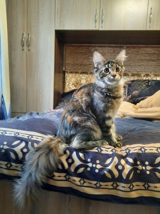 Продажа котят Мейн Кун