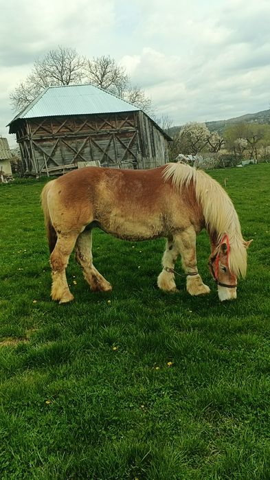 Vând iapa gestanta foarte mare