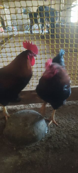 Прадам куры и петухов