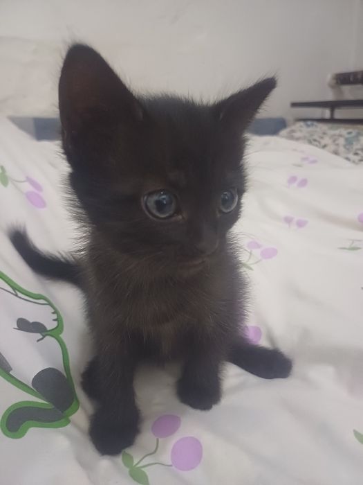 Отдам котят девочек