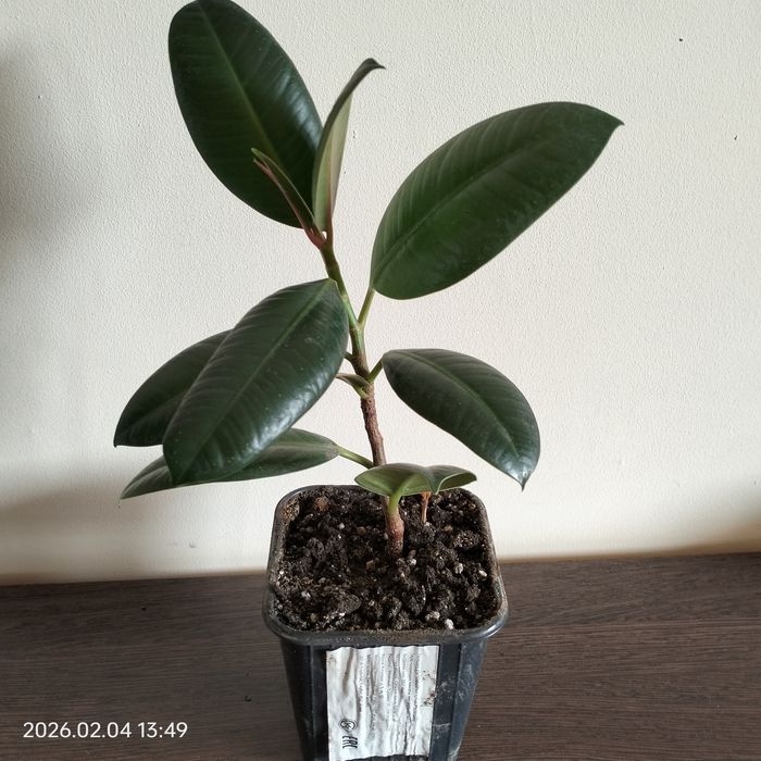 Фикус каучуконосный, Бенжамина.