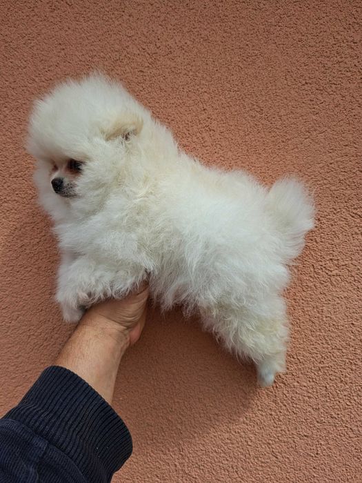 Предлага се Померански шпиц