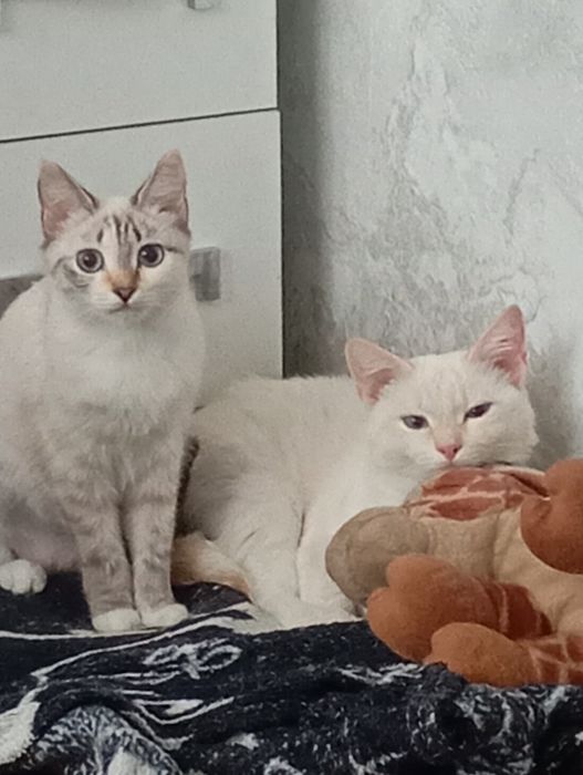 Продаем котят, уличных