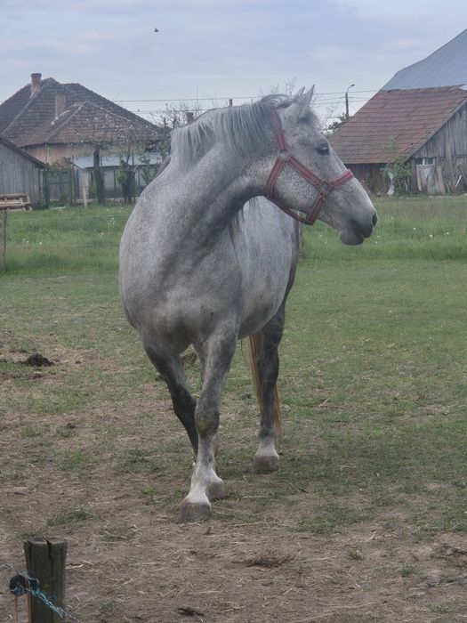Vand  Iapa Lipitan Maestosso/Conversanno   si manz cu Pedigree de la He
