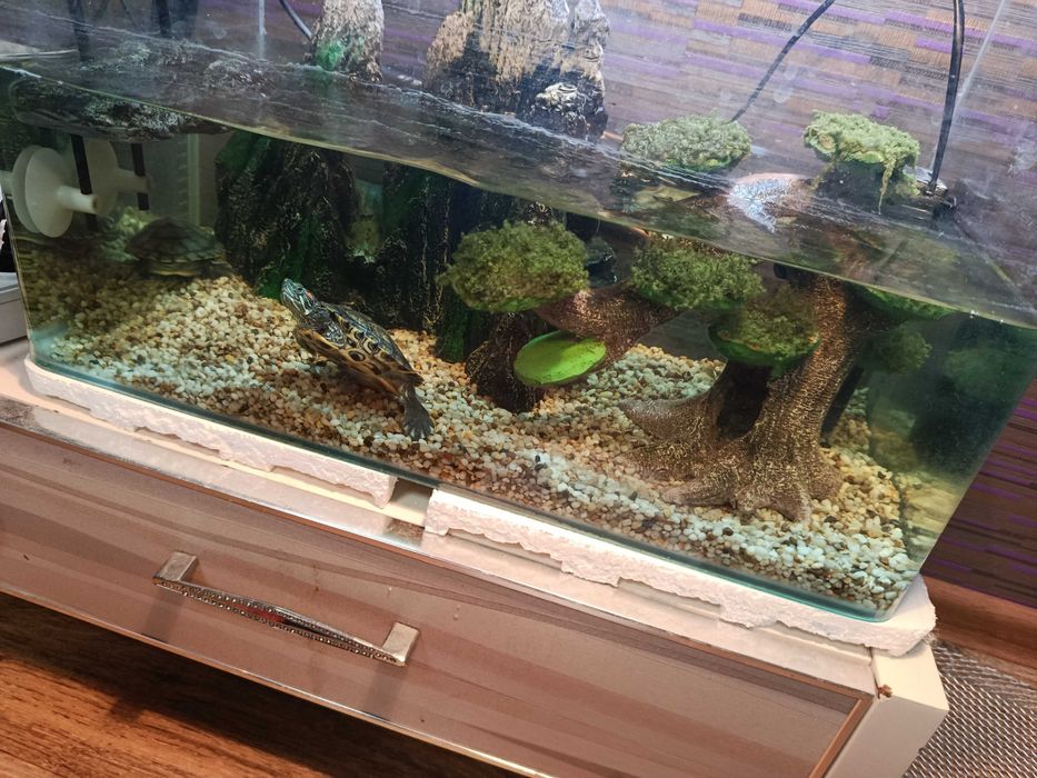 Продам 3 черепахи краснаухие