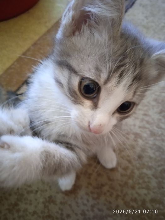 Красивые милые котята в добрые руки