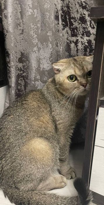 Shotlanskiy shinshila sotiladi