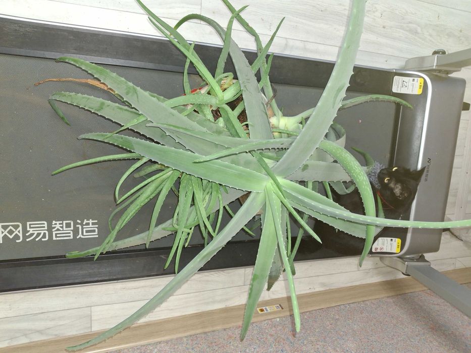 Продам Алоэ лечебный