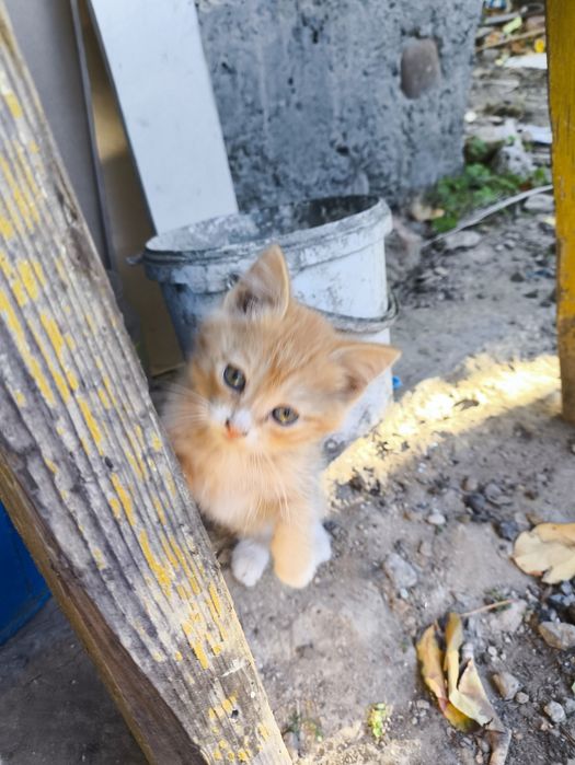 Отдам котенка (мальчик)