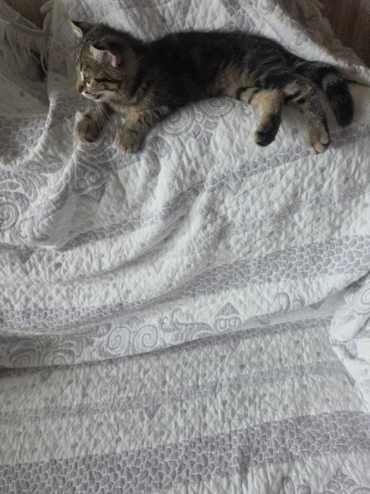 Котята бесплатно